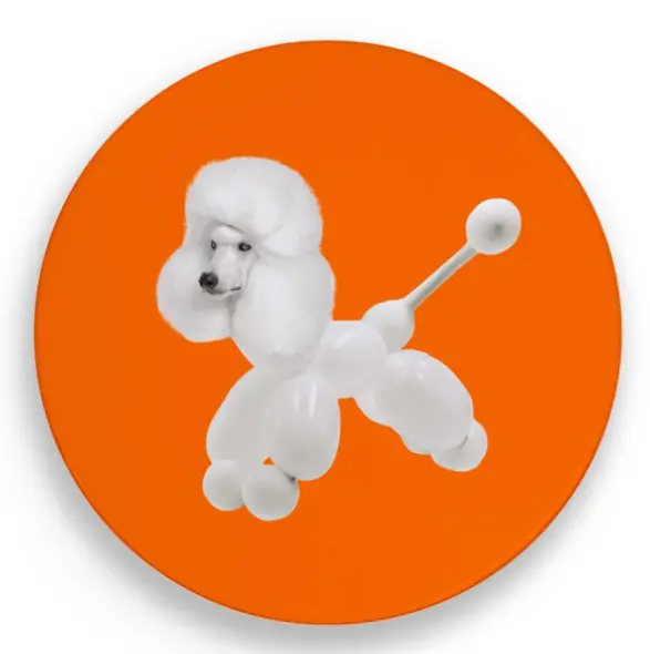 Pose plat - Caniche