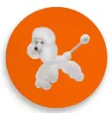 Pose plat - Caniche