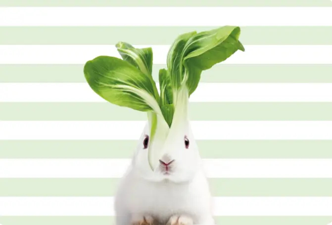 Set de table - Lapin