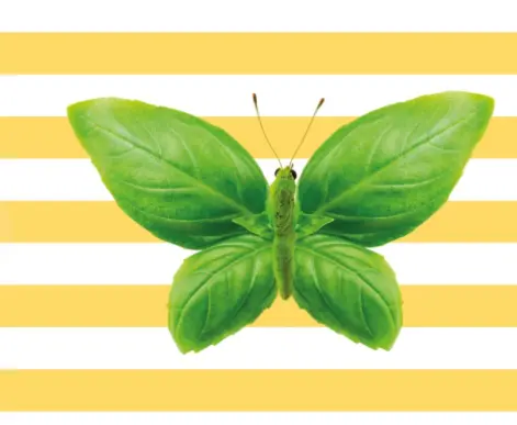 Set de table - Papillon