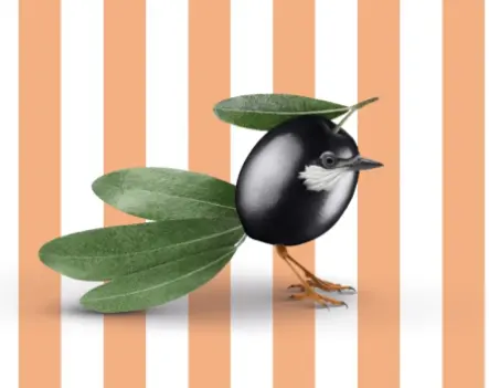 Set de table - Olive