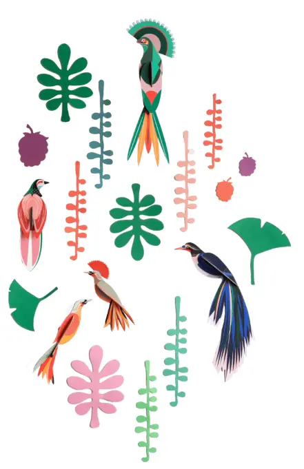 Wall of Curiosities - Bird Observer