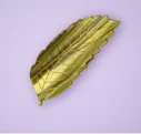Pince - Feuille de Chataigner